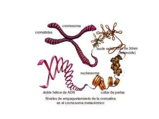 Citologia: características básicas das células