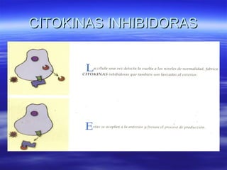 CITOKINAS INHIBIDORAS