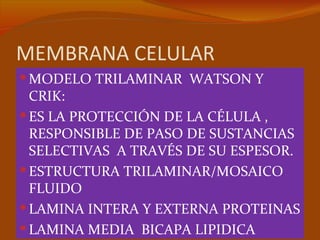MEMBRANA CELULAR
 MODELO TRILAMINAR WATSON Y
  CRIK:
 ES LA PROTECCIÓN DE LA CÉLULA ,
  RESPONSIBLE DE PASO DE SUSTANCIAS
  SELECTIVAS A TRAVÉS DE SU ESPESOR.
 ESTRUCTURA TRILAMINAR/MOSAICO
  FLUIDO
 LAMINA INTERA Y EXTERNA PROTEINAS
 LAMINA MEDIA BICAPA LIPIDICA
 