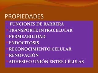 PROPIEDADES
 FUNCIONES DE BARRERA
 TRANSPORTE INTRACELULAR
 PERMEABILIDAD
 ENDOCITOSIS
 RECONOCIMIENTO CELULAR
 RENOVACIÓN
 ADHESIVO UNIÓN ENTRE CÉLULAS
 