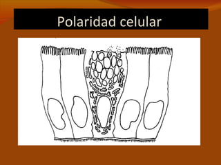 Polaridad celular
 