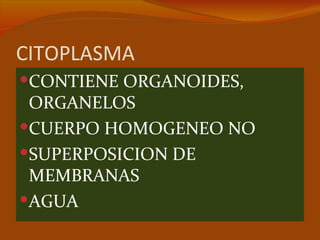 CITOPLASMA
CONTIENE ORGANOIDES,
 ORGANELOS
CUERPO HOMOGENEO NO
SUPERPOSICION DE
 MEMBRANAS
AGUA
 