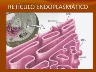 RETÍCULO ENDOPLASMÁTICO
 