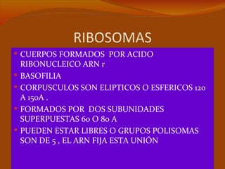 RIBOSOMAS
 CUERPOS FORMADOS POR ACIDO
    RIBONUCLEICO ARN r
   BASOFILIA
   CORPUSCULOS SON ELIPTICOS O ESFERICOS 120
    A 150A .
   FORMADOS POR DOS SUBUNIDADES
    SUPERPUESTAS 60 O 80 A
   PUEDEN ESTAR LIBRES O GRUPOS POLISOMAS
    SON DE 5 , EL ARN FIJA ESTA UNIÓN
 