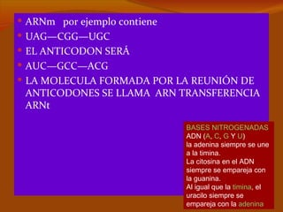  ARNm por ejemplo contiene
 UAG—CGG—UGC
 EL ANTICODON SERÁ
 AUC—GCC—ACG
 LA MOLECULA FORMADA POR LA REUNIÓN DE
 ANTICODONES SE LLAMA ARN TRANSFERENCIA
 ARNt

                              BASES NITROGENADAS
                              ADN (A, C, G Y U)
                              la adenina siempre se une
                              a la timina.
                              La citosina en el ADN
                              siempre se empareja con
                              la guanina.
                              Al igual que la timina, el
                              uracilo siempre se
                              empareja con la adenina
 