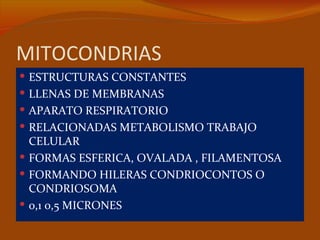 MITOCONDRIAS
 ESTRUCTURAS CONSTANTES
 LLENAS DE MEMBRANAS
 APARATO RESPIRATORIO
 RELACIONADAS METABOLISMO TRABAJO
  CELULAR
 FORMAS ESFERICA, OVALADA , FILAMENTOSA
 FORMANDO HILERAS CONDRIOCONTOS O
  CONDRIOSOMA
 0,1 0,5 MICRONES
 