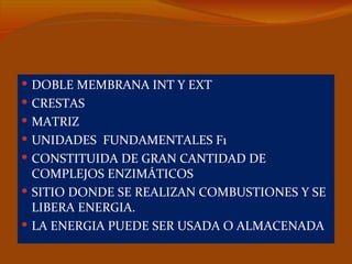  DOBLE MEMBRANA INT Y EXT
 CRESTAS
 MATRIZ
 UNIDADES FUNDAMENTALES F1
 CONSTITUIDA DE GRAN CANTIDAD DE
  COMPLEJOS ENZIMÁTICOS
 SITIO DONDE SE REALIZAN COMBUSTIONES Y SE
  LIBERA ENERGIA.
 LA ENERGIA PUEDE SER USADA O ALMACENADA
 