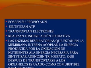  POSEEN SU PROPIO ADN
 SINTETIZAN ATP
 TRANSPORTAN ELECTRONES
 REALIZAN FOSFORILACIÓN OXIDATIVA
 LAS ENZIMAS RESPIRATORIAS QUE ESTAN EN LA
 MEMBRANA INTERNA ACOPLAN LA ENERGIA
 PRODUCIDA POR LA OXIDACIÒN DE
 NUTRIENTES ALA ENERGIA NECESARIA PARA
 SINTETIZAR ADENOSIN TRIFOSFATO, QUE
 DESPUES DE TRANSPORTARSE A LOS
 ORGANELOS ES USADO COMO COMUBSTIBEL
 