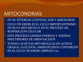 MITOCONDRIAS
 EN SU INTERIOR CONTIENE ADN Y RIBOSOMAS
 CICLO DE KREBS ES EL CICLO IMPORTANTISIMO
  DE RUTA METABOLICA EN EL PROCESO DE
  RESPIRACION CELULAR
 ESTE PROCESO GENERA ENERGIA Y ADEMAS
  PRECURSORES DE AMINOACIDOS
 TODAS LAS RUTAS METABOLICAS DE ACIDOS
  GRASOS, GLÚCIDOS, AMINOÁCIDOS CONVERGEN
  EN EL CICLO DE KREBS LIBERAN C02
 