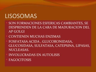 LISOSOMAS
 SON FORMACIONES ESFERICAS CAMBIANTES, SE
    DESPRENDEN DE LA CARA DE MADURACION DEL
    AP GOLGI
   CONTIENEN MUCHAS ENZIMAS
   FOSFATASA ACIDA , GLUCORONIDASA,
    GLUCOSIDASA, SULFATASA, CATEPSINA, LIPASAS,
    NUCLEASAS.
   INVOLUCRADAS EN AUTOLISIS
   FAGOCITOSIS
 