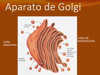 Aparato de Golgi

                CARA DE
CARA            MADURACIÓN
INMADURA
 