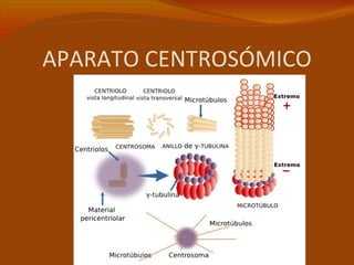 APARATO CENTROSÓMICO
 