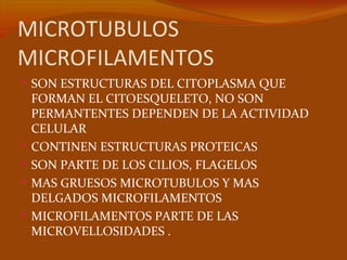 MICROTUBULOS
MICROFILAMENTOS
 SON ESTRUCTURAS DEL CITOPLASMA QUE
    FORMAN EL CITOESQUELETO, NO SON
    PERMANTENTES DEPENDEN DE LA ACTIVIDAD
    CELULAR
   CONTINEN ESTRUCTURAS PROTEICAS
   SON PARTE DE LOS CILIOS, FLAGELOS
   MAS GRUESOS MICROTUBULOS Y MAS
    DELGADOS MICROFILAMENTOS
   MICROFILAMENTOS PARTE DE LAS
    MICROVELLOSIDADES .
 