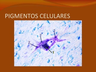 PIGMENTOS CELULARES
 