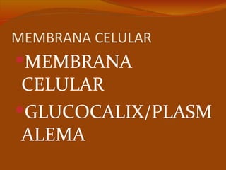 MEMBRANA CELULAR
MEMBRANA
 CELULAR
GLUCOCALIX/PLASM
 ALEMA
 