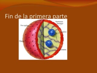 Fin de la primera parte
 