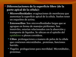  Diferenciaciones de la superficie libre (de la
 parte apical de la célula):
   Microvellosidades: evaginaciones de membrana que
    aumentan la superficie apical de la célula. Suelen tener
    un esqueleto de actina.
   Estereocilios: Son microvellosidades largas que se
    agrupan en forma de manojos piriformes. Son
    inmóviles, estarían relacionados con la absorción y
    transporte de líquidos. Se ubican en el epitelio del
    epidídimo o plexos coroideos.
   Cilios prolongaciones a manera de pelos de la célula
    que contienen microtúbulos , proteinas, funciones
    barrido.
   Flagelos prologaciones para movilidad. Microtúbulos ,
    proteinas.
 