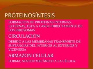 PROTEINOSÍNTESIS
 FORMACION DE PROTEINAS INTERNAS ,
 EXTERNAS, ESTA A CARGO DIRECTAMENTE DE
 LOS RIBOSOMAS
 CIRCULACIÓN
 DEBIDO A LAS MEMBRANAS TRANSPORTE DE
 SUSTANCIAS DEL INTERIOR AL EXTERIOR Y
 VICEVERSA
 ARMAZON CELULAR
 FORMA, SOSTEN MECÁNICO A LA CÉLULA
 