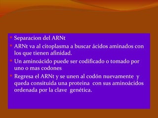  Separacion del ARNt
 ARNt va al citoplasma a buscar ácidos aminados con
  los que tienen afinidad.
 Un aminoácido puede ser codificado o tomado por
  uno o mas codones
 Regresa el ARNt y se unen al codón nuevamente y
  queda consituida una proteina con sus aminoácidos
  ordenada por la clave genética.
 