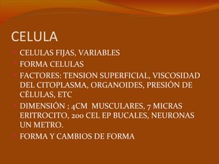 CELULA
 CELULAS FIJAS, VARIABLES
 FORMA CELULAS
 FACTORES: TENSION SUPERFICIAL, VISCOSIDAD
  DEL CITOPLASMA, ORGANOIDES, PRESIÓN DE
  CÉLULAS, ETC
 DIMENSIÓN ; 4CM MUSCULARES, 7 MICRAS
  ERITROCITO, 200 CEL EP BUCALES, NEURONAS
  UN METRO.
 FORMA Y CAMBIOS DE FORMA
 