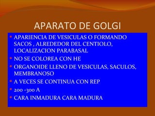 APARATO DE GOLGI
 APARIENCIA DE VESICULAS O FORMANDO
    SACOS , ALREDEDOR DEL CENTIOLO,
    LOCALIZACION PARABASAL
   NO SE COLOREA CON HE
   ORGANOIDE LLENO DE VESICULAS, SACULOS,
    MEMBRANOSO
   A VECES SE CONTINUA CON REP
   200 -300 A
   CARA INMADURA CARA MADURA
 