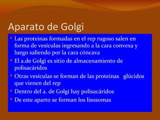 Aparato de Golgi
 Las proteinas formadas en el rep rugoso salen en
    forma de vesículas ingresando a la cara convexa y
    luego saliendo por la cara cóncava
   El a.de Golgi es sitio de almacenamiento de
    polisacáridos
   Otras vesículas se forman de las proteinas glúcidos
    que vienen del rep
   Dentro del a. de Golgi hay polisacáridos
   De este aparto se forman los lisosomas
 
