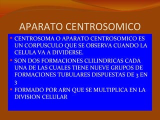 APARATO CENTROSOMICO
 CENTROSOMA O APARATO CENTROSOMICO ES
  UN CORPUSCULO QUE SE OBSERVA CUANDO LA
  CELULA VA A DIVIDERSE.
 SON DOS FORMACIONES CLILINDRICAS CADA
  UNA DE LAS CUALES TIENE NUEVE GRUPOS DE
  FORMACIONES TUBULARES DISPUESTAS DE 3 EN
  3
 FORMADO POR ARN QUE SE MULTIPLICA EN LA
  DIVISION CELULAR
 