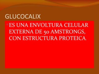 GLUCOCALIX
ES UNA ENVOLTURA CELULAR
 EXTERNA DE 50 AMSTRONGS,
 CON ESTRUCTURA PROTEICA.
 