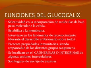 FUNCIONES DEL GLUCOCALIX
 Selectividad en la incorporación de moléculas de bajo
    peso molecular a la célula.
   Estabiliza a la membrana.
   Interviene en los fenómenos de reconocimiento
    (durante el desarrollo embrionario sobre todo).
   Presenta propiedades inmunitarias, siendo
    responsable de los distintos grupos sanguíneos.
   Se localizan en el CADHERINAS O INTEGRINAS de
    algunas uniones intercelulares.
   Son lugares de anclaje de enzimas
 