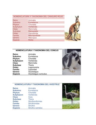 NOMENCLATURA Y TAXONOMIA DEL CANGURO ROJO
Reino Animalia
Subreino Eumetazoa
Phylum Chordata
Subphylum Vertebrata
Clase Mammalia
Subclase Marsupialia
Orden Diprodontia
Familia Macropodidae
Genero Macrupus
Especie Rufus
NOMENCLATURA Y TAXONOMIA DEL CONEJO
Reino Animalia
Subreino Eumetazoa
Phylum Chordata
Subphylum Vertebrata
Clase Mammalia
Subclase Theria
Orden Lagomorpha
Familia Leporidae
Genero Oryctolagus
Especie Oryctolagus cuniculus
NOMENCLATURA Y TAXONOMIA DEL AVESTRUZ
Reino Animalia
Subreino Eumetazoa
Phylum Chordata
Subphylum Vertebrata
Clase Aves
Subclase Theria
Orden Struthioniformes
Familia Struthionidae
Genero Struthio
Especie Struthio camelus
 