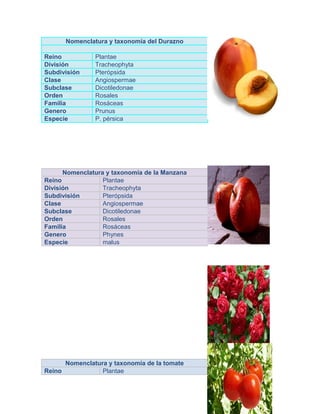 Nomenclatura y taxonomía del Durazno
Reino Plantae
División Tracheophyta
Subdivisión Pterópsida
Clase Angiospermae
Subclase Dicotiledonae
Orden Rosales
Familia Rosáceas
Genero Prunus
Especie P. pérsica
Nomenclatura y taxonomía de la tomate
Reino Plantae
Nomenclatura y taxonomía de la Manzana
Reino Plantae
División Tracheophyta
Subdivisión Pterópsida
Clase Angiospermae
Subclase Dicotiledonae
Orden Rosales
Familia Rosáceas
Genero Phynes
Especie malus
 