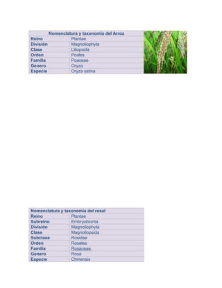 Nomenclatura y taxonomía del Arroz
Reino Plantae
División Magnoliophyta
Clase Liliopsida
Orden Poales
Familia Poaceae
Genero Oryza
Especie Oryza sativa
Nomenclatura y taxonomía del rosal
Reino Plantae
Subreino Embryobionta
División Magnoliophyta
Clase Magnoliopsida
Subclase Rosidae
Orden Rosales
Familia Rosaceae
Genero Rosa
Especie Chinensis
 