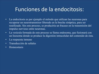 Funciones	
  de	
  la	
  endocitosis:
•

•
•
•
•

La endocitosis es por ejemplo el método que utilizan las neuronas para
recuperar un neurotransmisor liberado en la brecha sináptica, para ser
reutilizado. Sin este proceso, se produciría un fracaso en la transmisión del
impulso nervioso entre neuronas.
La vesícula formada de este proceso se llama endosoma, que fusionará con
un lisosoma donde se produce la digestión intracelular del contenido de ésta.
La respuesta inmune
Transducción de señales
Homeostasis

 