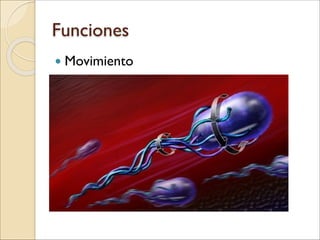 Funciones
● Movimiento

 