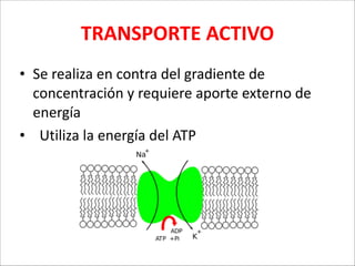 TRANSPORTE	
  ACTIVO
• Se	
  realiza	
  en	
  contra	
  del	
  gradiente	
  de	
  
concentración	
  y	
  requiere	
  aporte	
  externo	
  de	
  
energía	
  
• Utiliza	
  la	
  energía	
  del	
  ATP

 