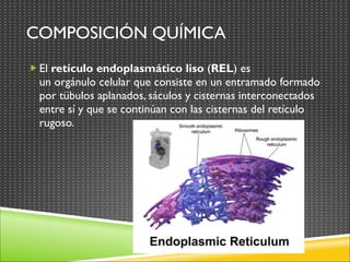 COMPOSICIÓN QUÍMICA
„ El retículo endoplasmático liso (REL) es

un orgánulo celular que consiste en un entramado formado
por tübulos aplanados, sáculos y cisternas interconectados
entre sí y que se continúan con las cisternas del retículo
rugoso.

 