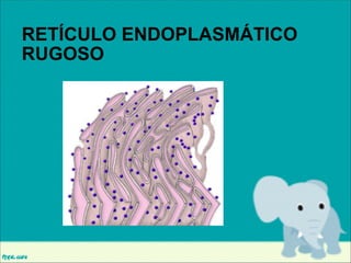 RETÍCULO ENDOPLASMÁTICO
RUGOSO

 