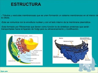 ESTRUCTURA

- Túbulos y vesículas membranosas que se unen formando un sistema membranoso en el interior de
la célula.

!
-Este se comunica con la envoltura nuclear y con el lado interno de la membrana plasmática.
!
-Esta formado por Ribosomas que tienen como función la de sintetizar proteínas que serán
transportadas hacia el Aparato de Golgi para su almacenamiento y modificación.

 