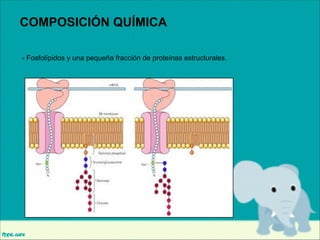 COMPOSICIÓN QUÍMICA
- Fosfolípidos y una pequeña fracción de proteínas estructurales.

 
