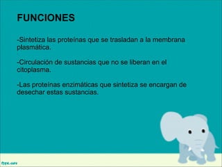FUNCIONES
-Sintetiza las proteínas que se trasladan a la membrana
plasmática.

!

-Circulación de sustancias que no se liberan en el
citoplasma.

!

-Las proteínas enzimáticas que sintetiza se encargan de
desechar estas sustancias.

 