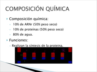 COMPOSICIÓN QUÍMICA
}

Composición química:
◦ 10% de ARNr (50% peso seco)
◦ 10% de proteínas (50% peso seco)
◦ 80% de agua.

}

Funciones:
◦ Realizan la síntesis de la proteina.
● Procesos se conoce como traducción

 