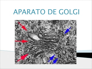 APARATO DE GOLGI

 