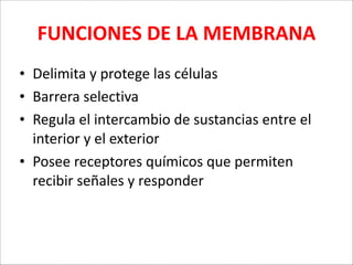 FUNCIONES	
  DE	
  LA	
  MEMBRANA
• Delimita	
  y	
  protege	
  las	
  células	
  
• Barrera	
  selectiva	
  
• Regula	
  el	
  intercambio	
  de	
  sustancias	
  entre	
  el	
  
interior	
  y	
  el	
  exterior	
  
• Posee	
  receptores	
  químicos	
  que	
  permiten	
  
recibir	
  señales	
  y	
  responder

 