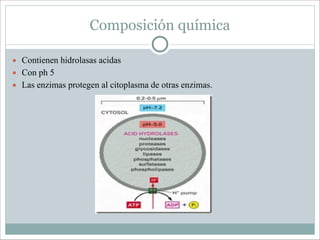 Composición química
● Contienen hidrolasas acidas
● Con ph 5
● Las enzimas protegen al citoplasma de otras enzimas.

 