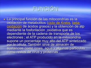FUNCIÓN
▪ La principal función de las mitocondrias es la
oxidación de metabolitos (ciclo de Krebs, betaoxidación de ácidos grasos) y la obtención de atp
mediante la fosforilación oxidativa que es
dependiente de la cadena de transporte de los
electrones ; el ATP producido en la mitocondria
supone un porcentaje muy alto del ATP sintetizado
por la célula. También sirve de almacén de
sustancias como iones, agua y algunas partículas
como restos de virus y proteínas .

 