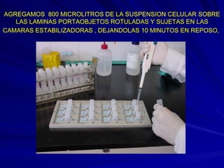 AGREGAMOS  800 MICROLITROS DE LA SUSPENSION CELULAR SOBRE LAS LAMINAS PORTAOBJETOS ROTULADAS Y SUJETAS EN LAS CAMARAS ESTABILIZADORAS , DEJANDOLAS 10 MINUTOS EN REPOSO,   