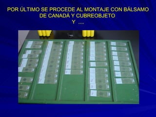 POR ÚLTIMO SE PROCEDE AL MONTAJE CON BÁLSAMO DE CANADÁ Y CUBREOBJETO  Y  .... 