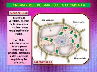 Las células
vegetales, además
de la membrana,
también tienen
una pared celular
rígida.
Las células
animales carecen
de esta pared
siendo ésta la
principal diferencia
entre las células
vegetales y las
animales.
PARED CELULAR
ORGANOIDES DE UNA CÉLULA EUCARIOTA
PARED CELULAR
 