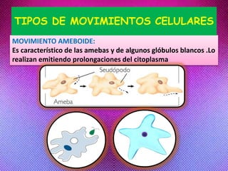 MOVIMIENTO AMEBOIDE:
Es característico de las amebas y de algunos glóbulos blancos .Lo
realizan emitiendo prolongaciones del citoplasma
TIPOS DE MOVIMIENTOS CELULARES
 