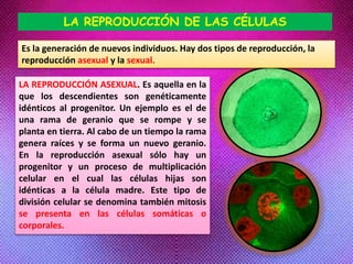 LA REPRODUCCIÓN DE LAS CÉLULAS
LA REPRODUCCIÓN ASEXUAL. Es aquella en la
que los descendientes son genéticamente
idénticos al progenitor. Un ejemplo es el de
una rama de geranio que se rompe y se
planta en tierra. Al cabo de un tiempo la rama
genera raíces y se forma un nuevo geranio.
En la reproducción asexual sólo hay un
progenitor y un proceso de multiplicación
celular en el cual las células hijas son
idénticas a la célula madre. Este tipo de
división celular se denomina también mitosis
se presenta en las células somáticas o
corporales.
Es la generación de nuevos individuos. Hay dos tipos de reproducción, la
reproducción asexual y la sexual.
 